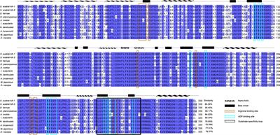 Immunomodulatory effects of two recombinant arginine kinases in Sarcoptes Scabiei on host peripheral blood mononuclear cells